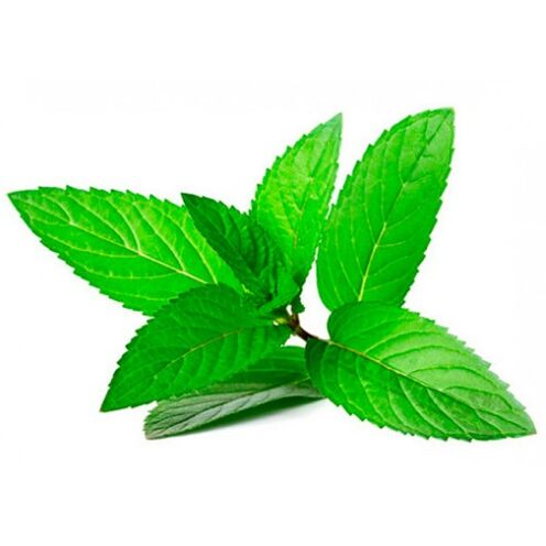 mint oil in cream zxcvbnmqwort
